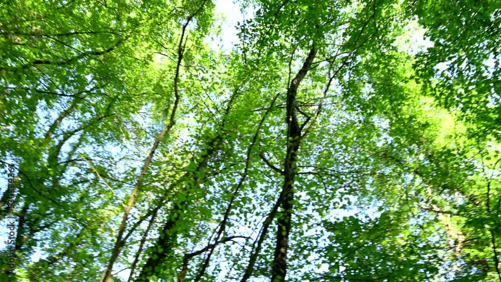 Camera rotating looking up at lush green forest canopy Camera rotating looking up at lush green forest canopy