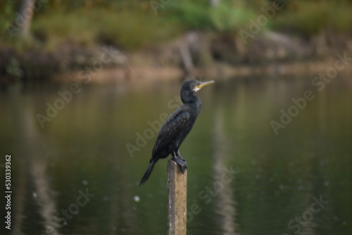 An Indian cormorant bird sitting on log in the milieu of backwaters.
