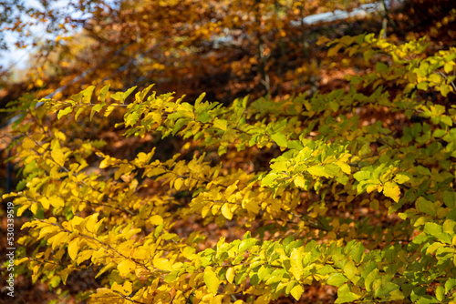 Autumn tree with yellow and green leaves