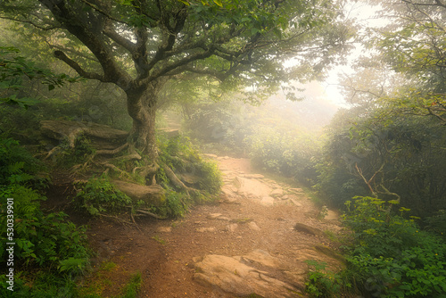  A dreamy landscape of an old tree with exposed roots on a trail at the Craggy Gardens in North Carolina.