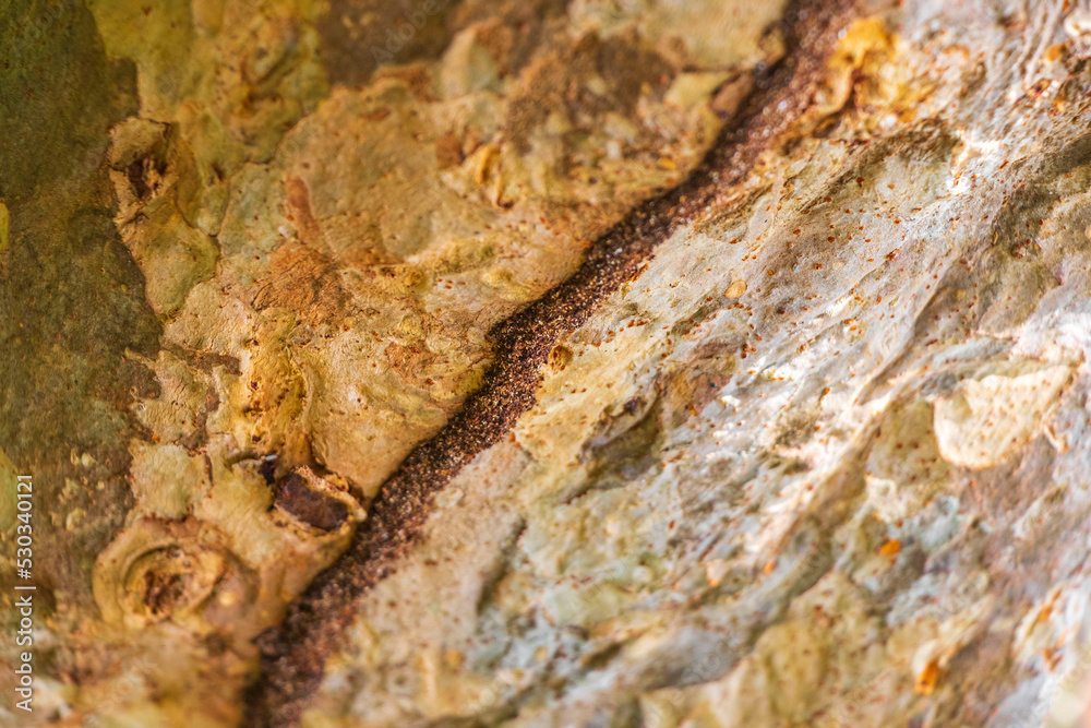 Termite nest way path track on tree in jungle Mexico. Termite nest way path track on tree in jungle Mexico.