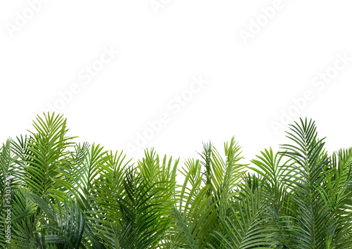 Frame from palm leaves isolated on white background with copy space.