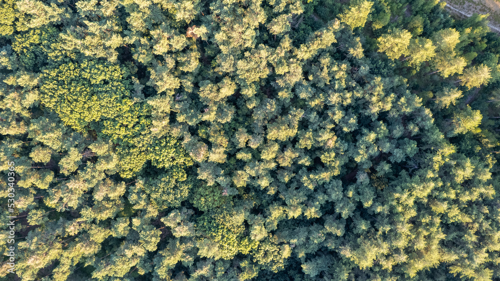 Aerial view of green summer forest with spruce and pine trees in Belgium, Europe, shot by a drone above the treetops. High quality photo Aerial view of green summer forest with spruce and pine trees in Belgium, Europe, shot by a drone above the treetops. High quality photo