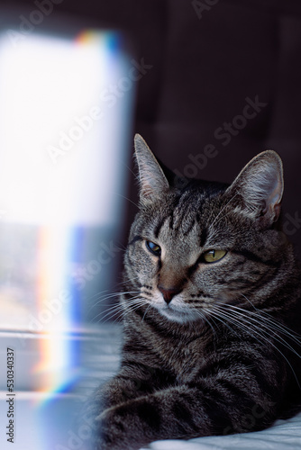 portrait of a cat © polina
