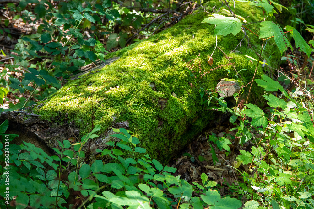 Forest floor with a tree trunk covered with a lot of moss Forest floor with a tree trunk covered with a lot of moss