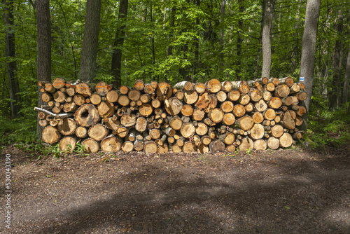 drewno, Polska, drewno z drzew przewróconych w czasie burzy,  photo