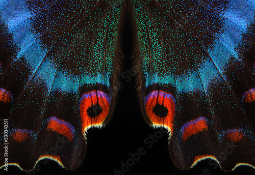 Bright colorful wings of tropical butterfly on black. Papilio maackii. Alpine black swallowtail. Colorful exotic swallowtail butterfly wings photo