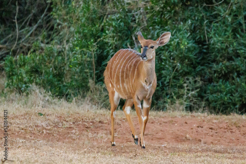 Female nyala walking in the forest in Africa photo