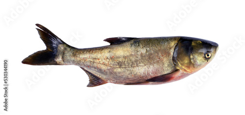 фотографія fresh bighead carp isolated on white