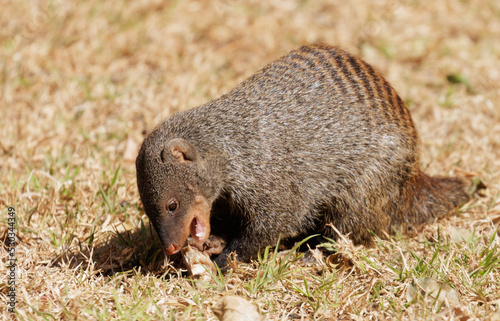 Banded mongoose eating 