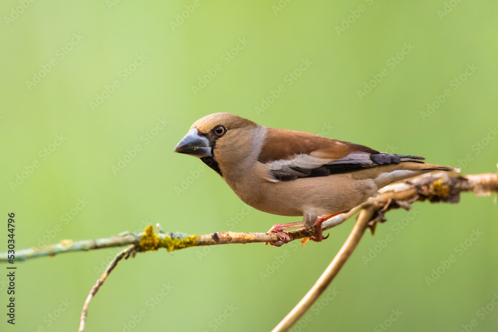 Hawfinch Coccothraustes coccothraustes amazing bird perched on tree blue green background