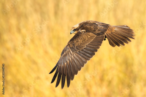 Birds of prey - Marsh Harrier female Circus aeruginosus hunting time