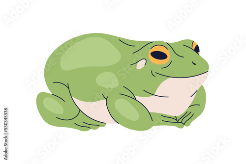 Australian Litoria, green tree frog. Treefrog, amphibian reptile animal of Australia. Exotic tropical froggy of Litoriinae species. Flat vector illustration isolated on white background