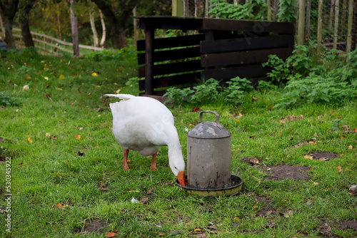 Wallpaper Mural A farmyard goose taking a drink of water. Torontodigital.ca