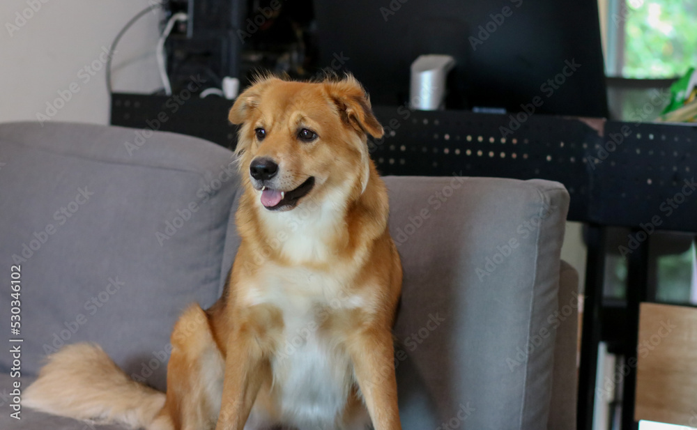 A mixed breed dog with folded ear sitting in sofa.