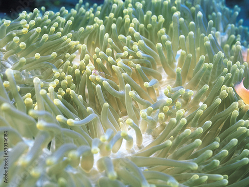 Fotografia coral reef with coral