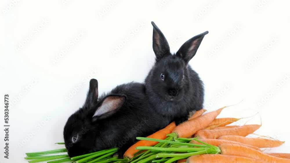 Two black little rabbits look at the camera and sit on a pile of ...