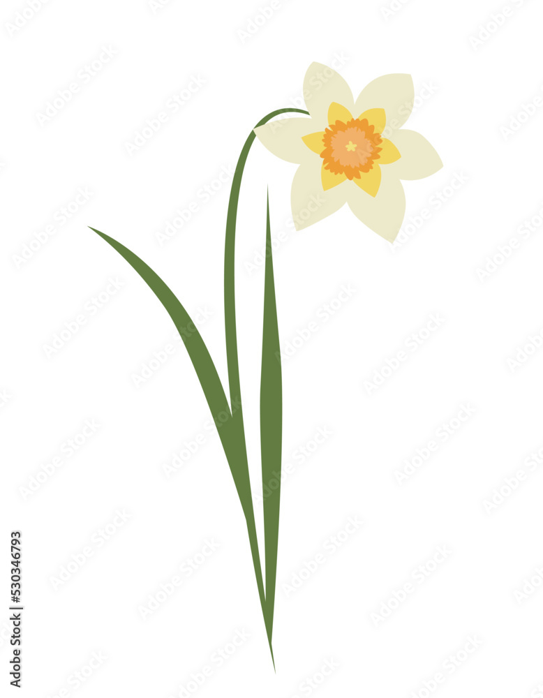 Narcissus in flat style. Beautiful garden flower. Narcissus in flat style. Beautiful garden flower.