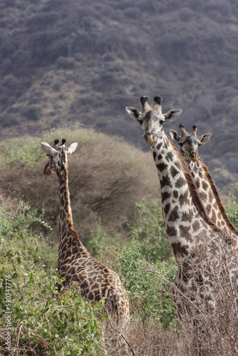 Canvas Print Group of Giraffes