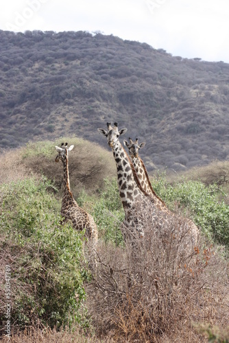 Canvas Print Three giraffes