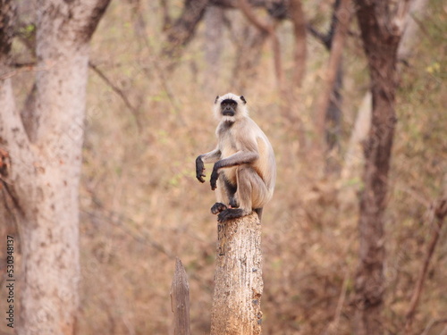 Photography Langur monkey sitting on a tree stump