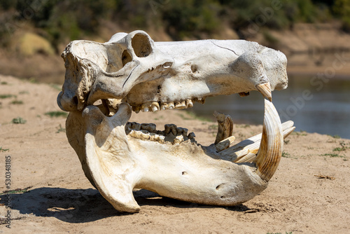 Ein Flusspferdschädel Skelett in der Seitenansicht © HPE