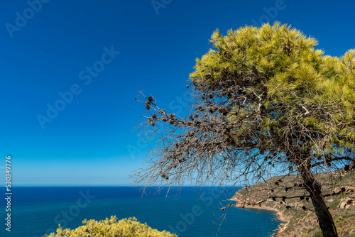 forest and sea photo