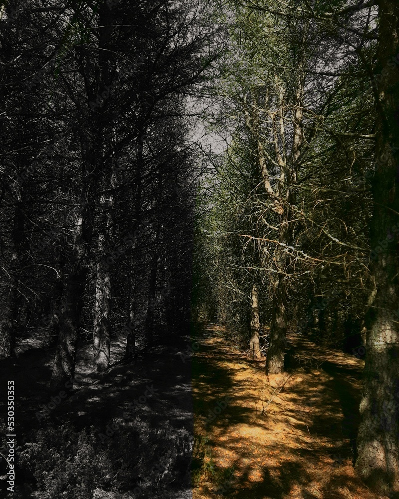 Obraz premium forest