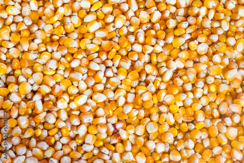 Organic yellow corn seeds for planting or food
