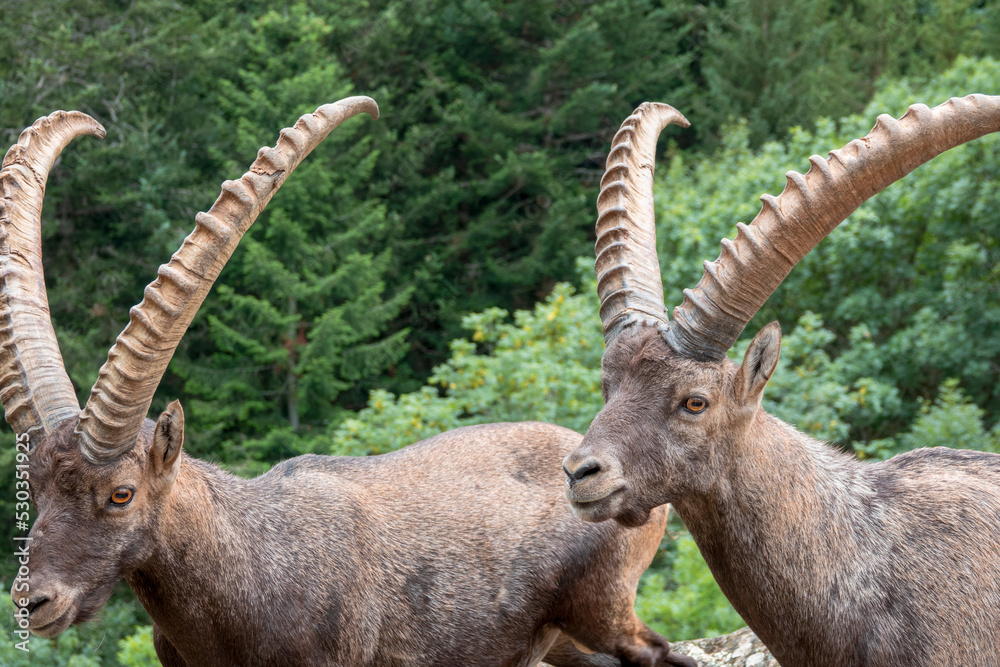 two alpine ibex fight with horns on rock
