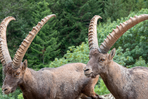 Fototapeta Naklejka Na Ścianę i Meble -  two alpine ibex fight with horns on rock
