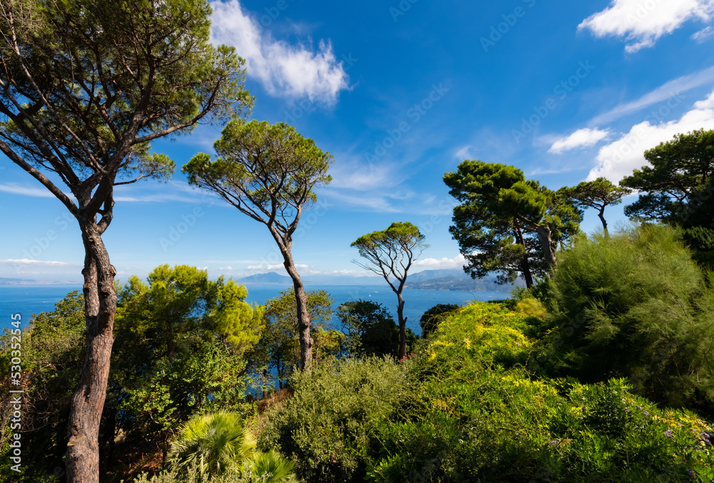 Capri panorama with tall pinetrees in a romantic garden of historic villa in Anacapri. Gulf of Naples with mount Vesuvius on the horizon. Sunny day at famous tourist destination in mediterranean sea.