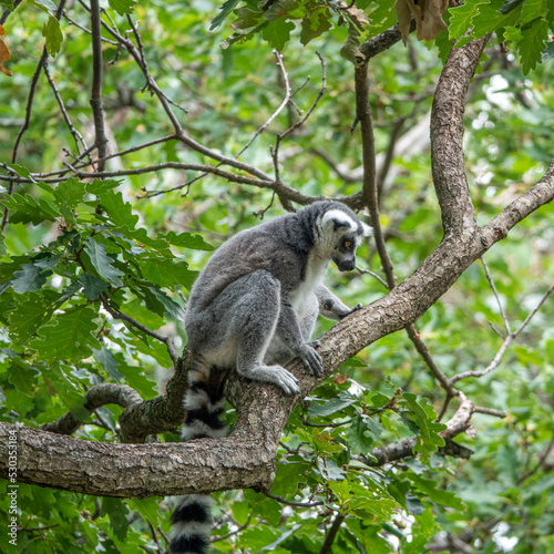 lemur on the branche of tree in forest