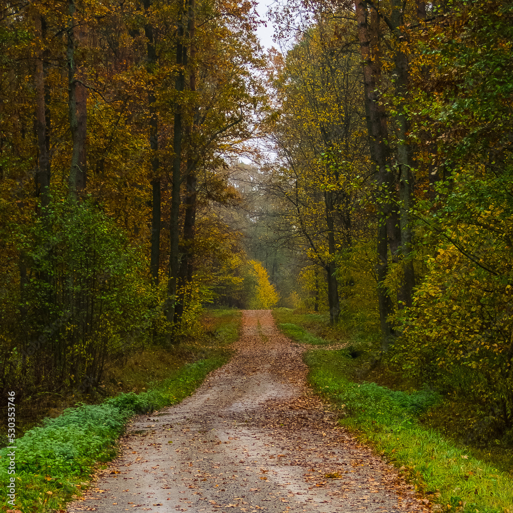 Naklejka premium Forest road in autumn scenery.
