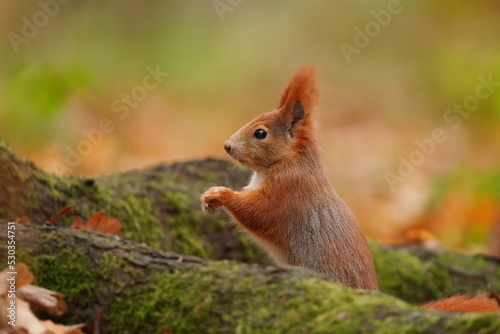 the red squirrel in the forest is also sitting at the root of the tree. Sciurus vulgaris