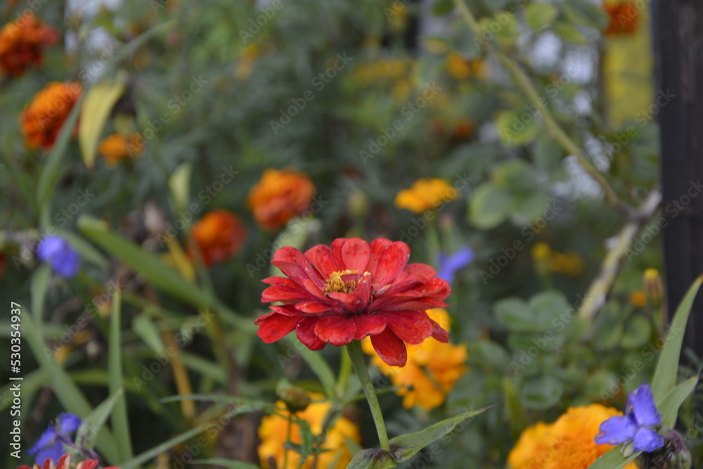 Flowers zinnia, flowers background, Marigold Flowers. Flowers zinnia, flowers background, Marigold Flowers.