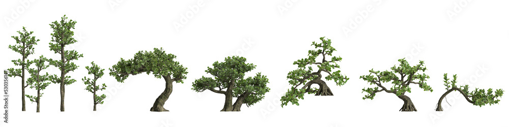 3d illustration of set Serissa japonica bonsai isolated on white and its mask