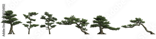 3d illustration of set Podocarpus macrophyllus bonsai isolated on white and its mask photo