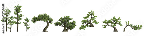Fotografiet 3d illustration of set Serissa japonica bonsai isolated on white and its mask