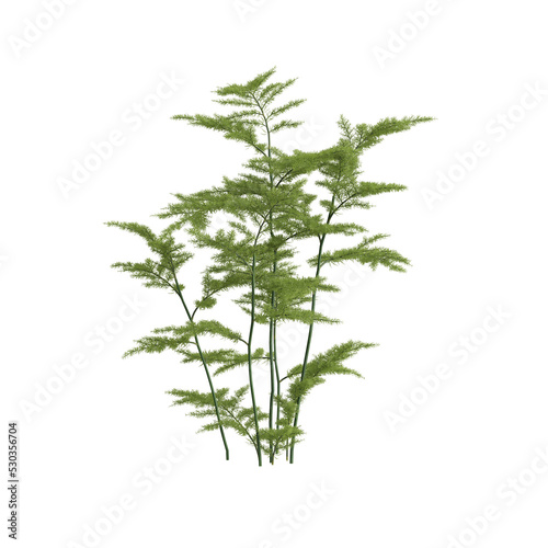 3d illustration of Asparagus setaceus tree isolated on white and its mask