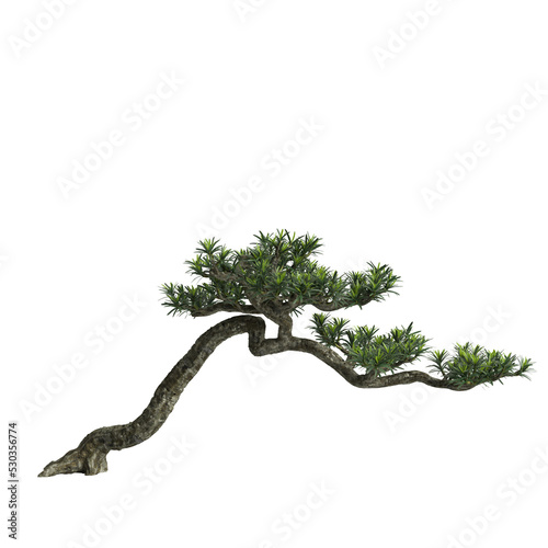 3d illustration of Podocarpus macrophyllus bonsai isolated on white and its mask photo