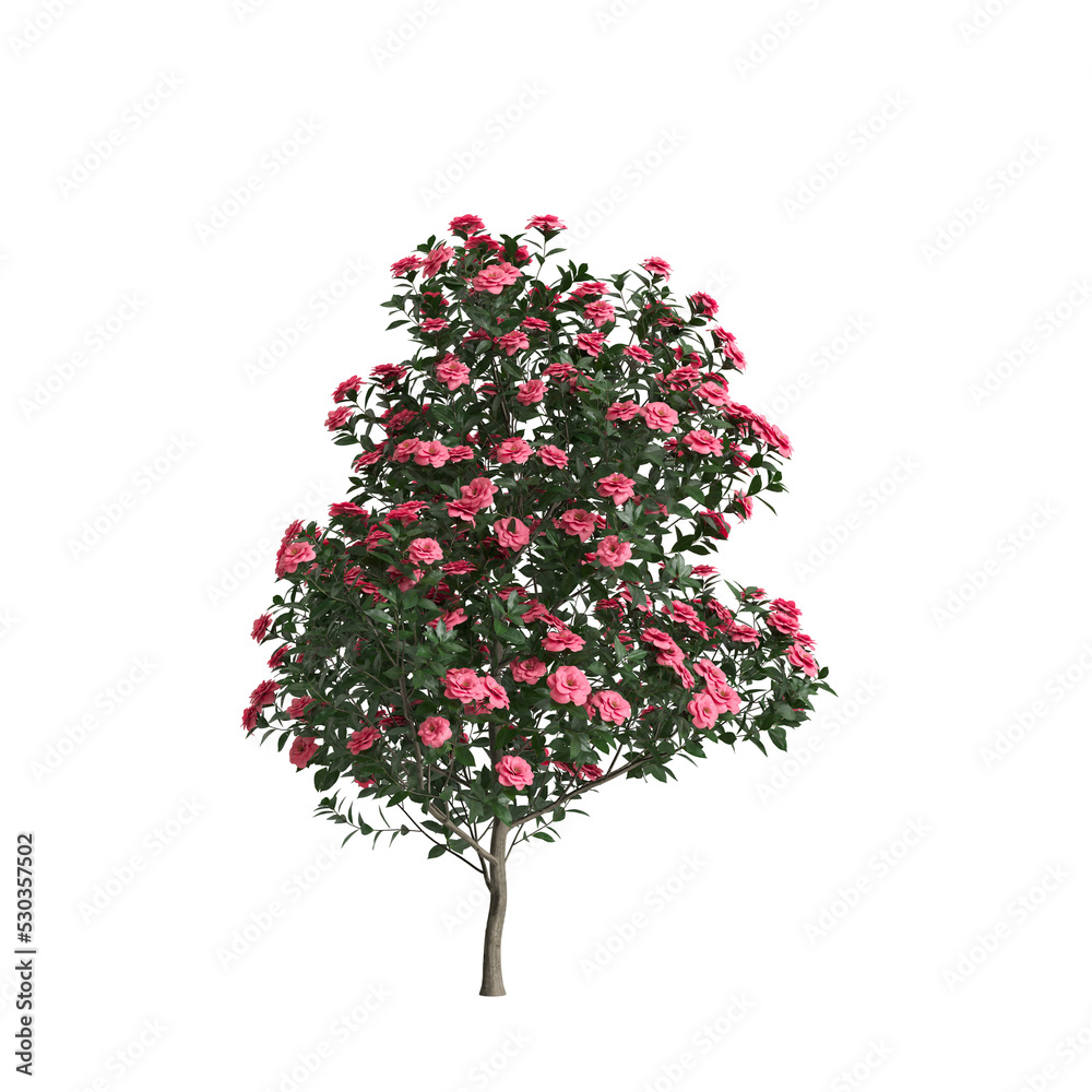3d illustration of Camellia sasanqua flower isolated on white and its mask