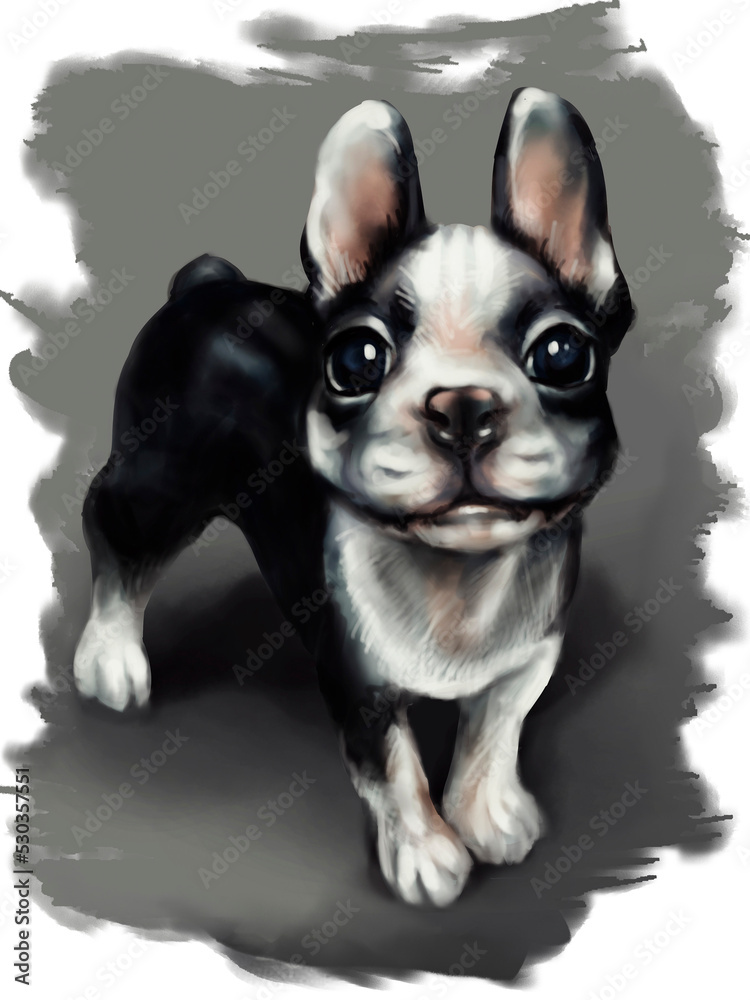 a small dog with big eyes of the French bulldog breed on a gray background