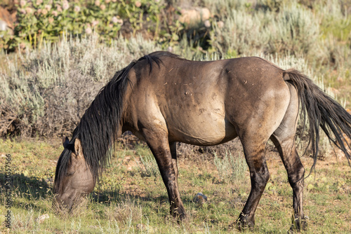 Wild Horse in Summer in Montana