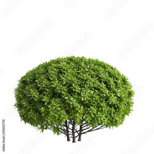 3d illustration of Ficus microcarpa golden leaves tree isolated on white and its mask photo