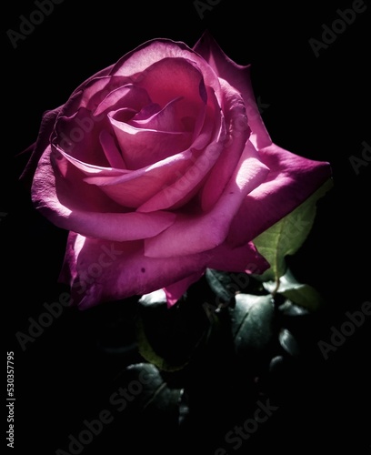 pink rose on black background