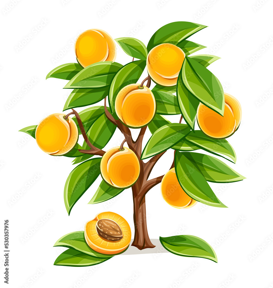Apricot or peach tree with ripe fruits harvest PNG