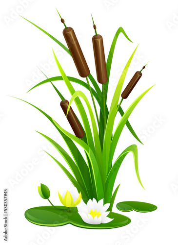 Reed bush thicket plant with green leaves PNG photo