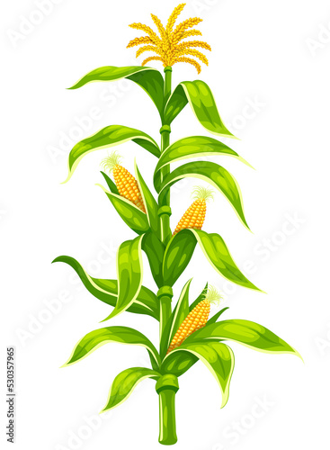 Maize corn cobs on plant stem isolated set PNG