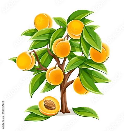 Apricot or peach tree with ripe fruits harvest PNG